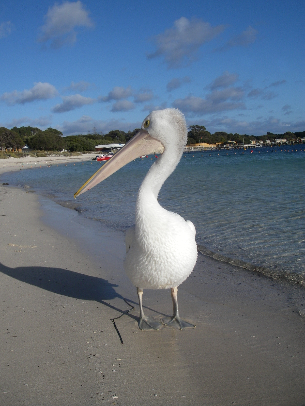 �y���J��